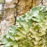 Parmotrema Tinctorum P.E.