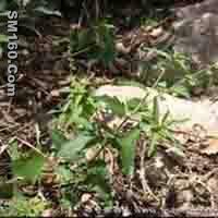 Speranskia Extract