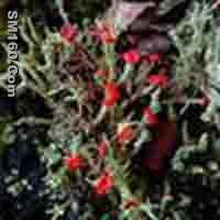 Cladonia Anaurocraea P.E.