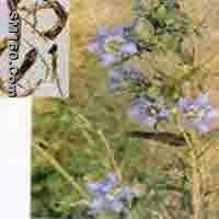 Gentian Extract