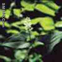  Mayflower Extract