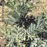   Potentilla Extract