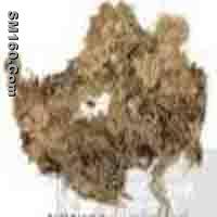  Sphagnum Teres P.E.