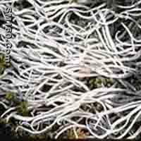 Thamnolia Vermicularis P.E.