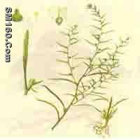  Thesium Chinense P.E.