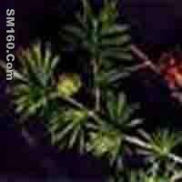  Oligomeric Proanthocyanidines