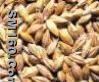 Oat   extract