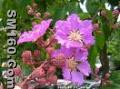 Banaba extract  