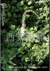 Black Cohosh P.E.