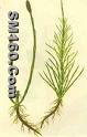 Horsetail Extract
