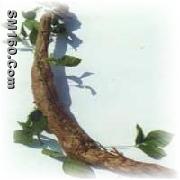 Kudzu Root P.E.