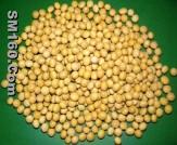 Soybean P.E.
