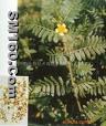 Tribulus Terrestris P.E.