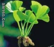 Ginkgo Biloba extract