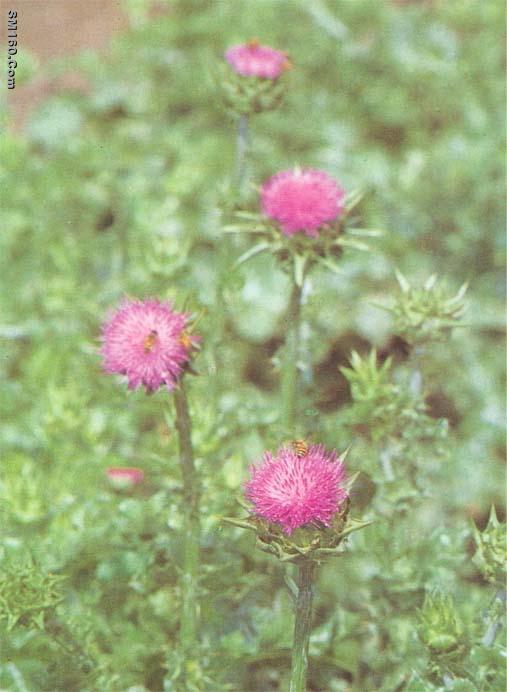  Milk Thistle extract