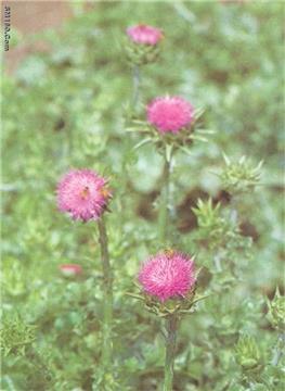  Milk Thistle extract
