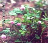 Red Clover extract