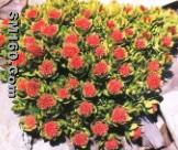 Rhodiola Rosea extract