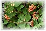 Schisandra Extract