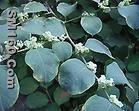 Giant Knotweed Extract