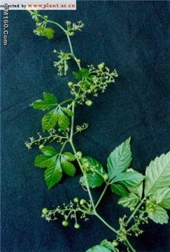 Gynostemma extract
