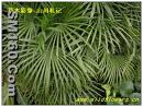 Saw palmetto extract