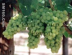 grapes