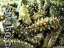  Sea Cucumber Extract