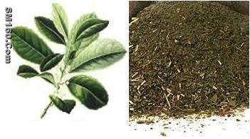  Yerba Mate Extract