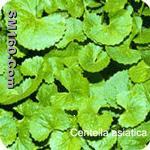 Asiatic Acid