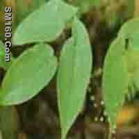 Epimedium P.E.    