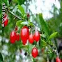  Chinese wolfberry P.E.     