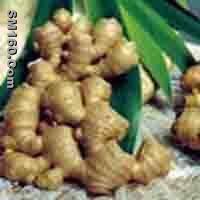 Ginger Root P.E.    