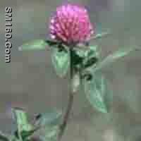 Red Clover P.E.    