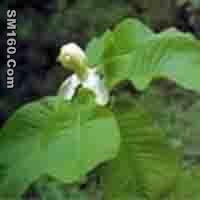 Magnolia P.E.     