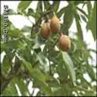 Horse Chestnut P.E.   