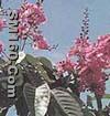 Banaba Leaf Extract