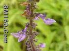 coleus forskohlii （Willd.）extract