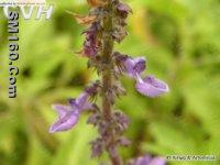 Coleus forskohlii (Willd.) Briq. Extract(sales5 at lgberry dot com dot