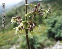 Silene otites Extract(sales5 at lgberry dot com dot cn )