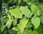 Resveratrol(sales5 at lgberry dot com dot cn )