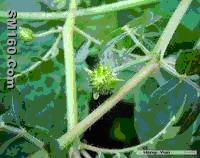 Tribulus Terrestris Extract(sales5 at lgberry dot com dot cn )