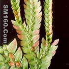 Huperzia Serrata P.E.(sales5 at lgberry dot com dot cn )