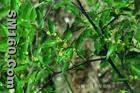 Parmelia Saxatilis P.E.(sales5 at lgberry dot com dot cn )