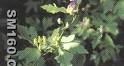Aconitum Ambiguum P.E.(sales5 at lgberry dot com dot cn )