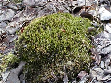 Plagiomnium Cuspidatum P.E.(sales5 at lgberry dot com dot cn )