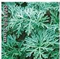 Artemisinin(sales5 at lgberry dot com dot cn )