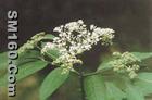 elderberry concentrate(sales5 at lgberry dot com dot cn ) 