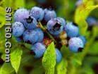 Blueberry Powder(sales5 at lgberry dot com dot cn )
