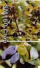 iqf wild sweetberry(sales5 at lgberry dot com dot cn )